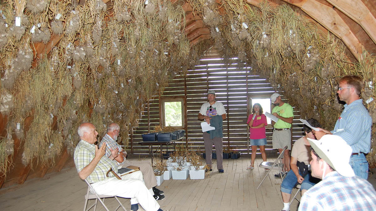 People gather inside of a barn under hanging garlic