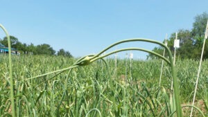 garlic scapes grow in a field