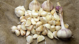 Several bulbs and many cloves of white and purple streaked garlic lying on a sheet of burlap