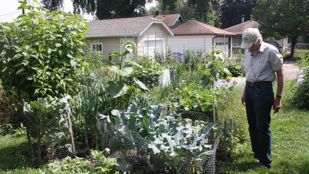 A man stands in a backyard garden, looking at some of the plants