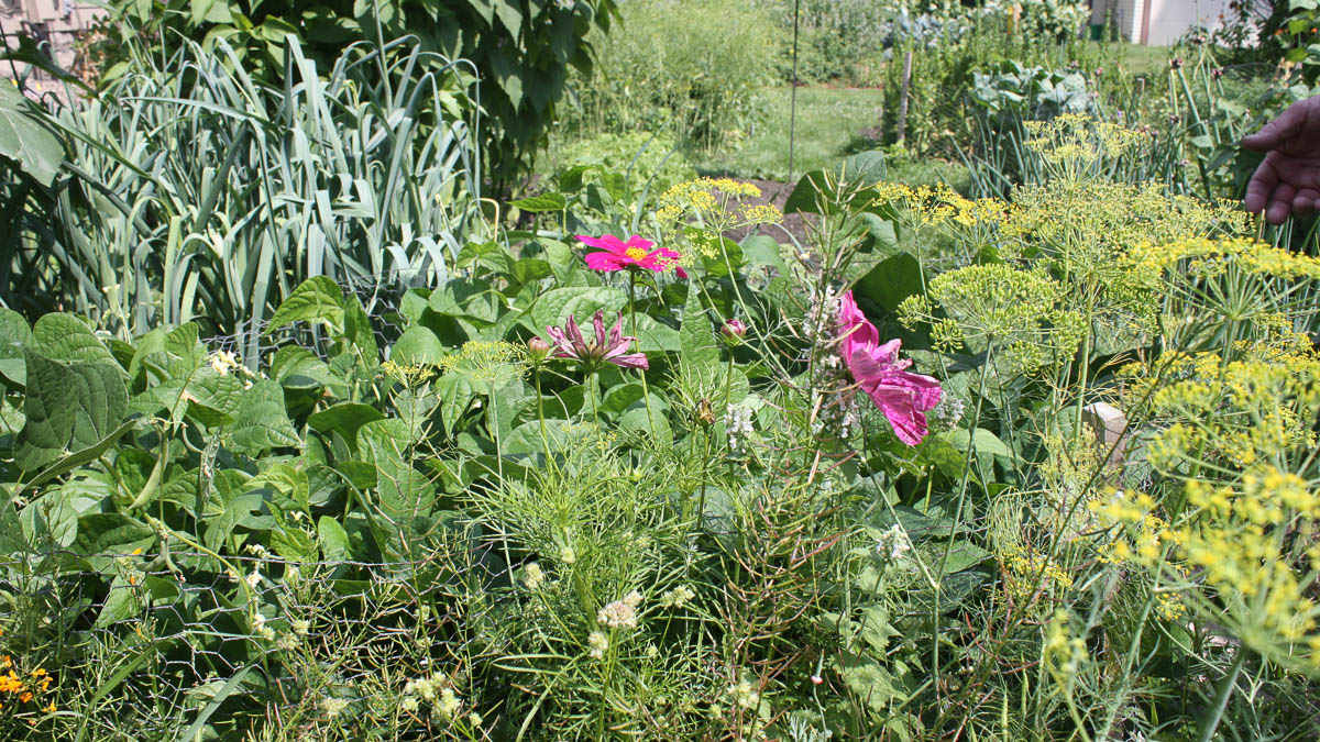 Wild plants in a garden