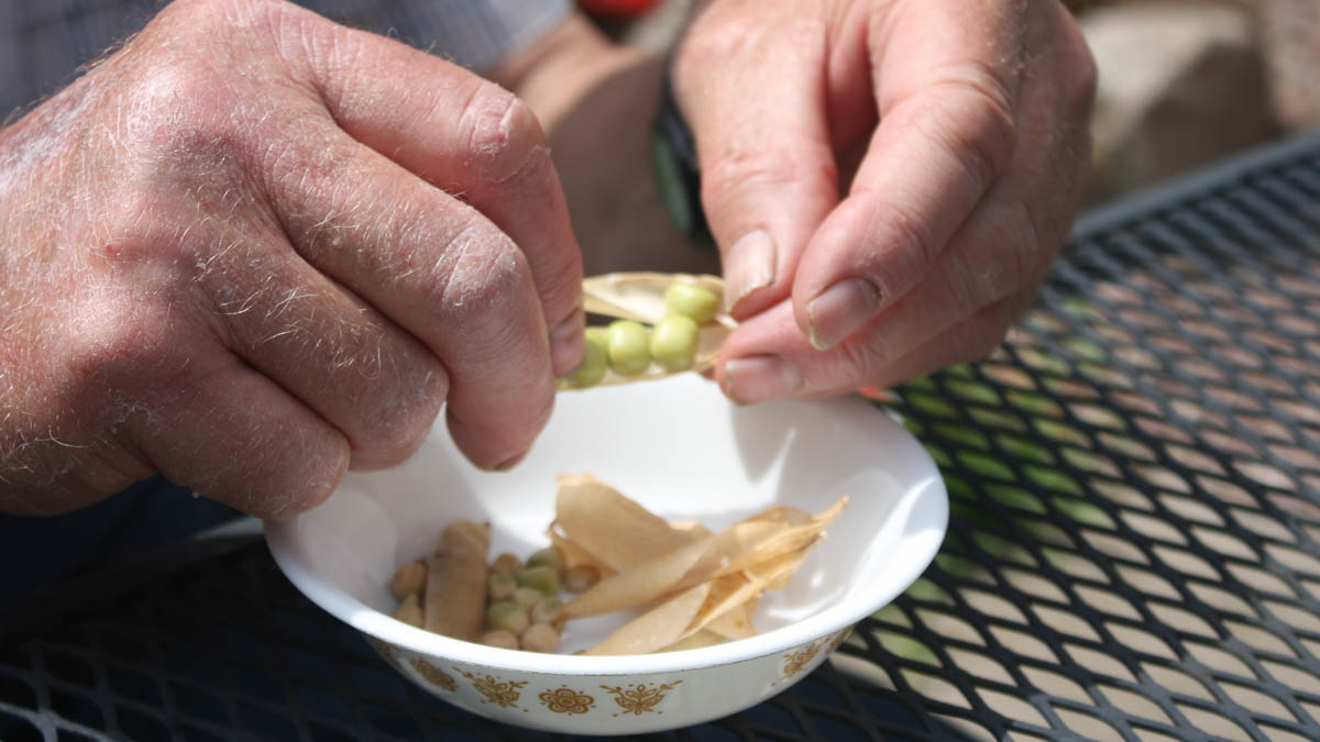 Hands opening bean pods into a bowl