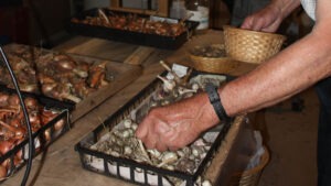 Hands pick up small garlic bulbs to put in a basket, with other garlic and allium bulbs in baskets on a table