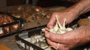 Hands holding small white garlic bulbs, with baskets of other garlic and allium bulbs sit on a table in the background