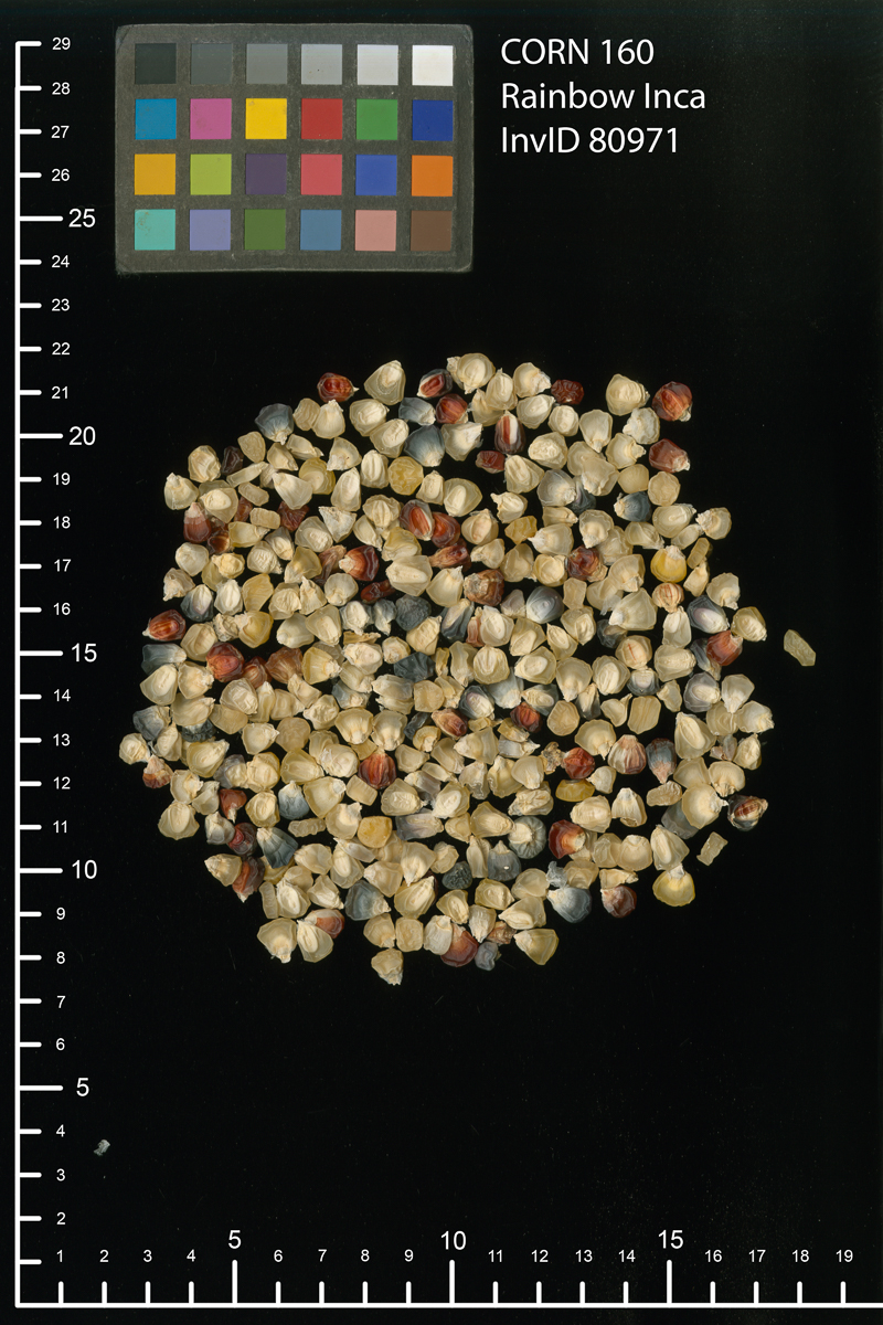 A pile of multicolored corn kernels on a solid black background