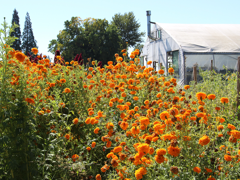 A garden of orange flowers in front of a greenhouse