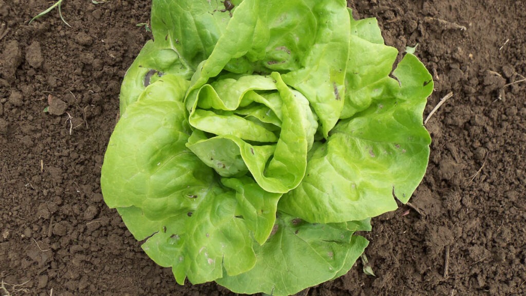 A green lettuce head grows in soil