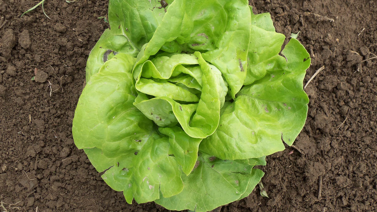 A lettuce head grows in surrounding dirt