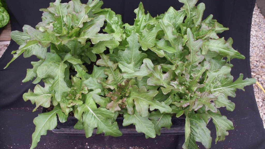 leafy greens with jagged edges in a black fabric sling