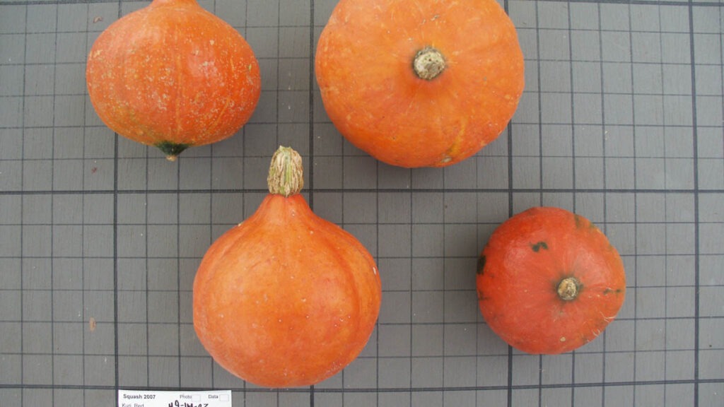 Four orange squash sit on a gray grid surface