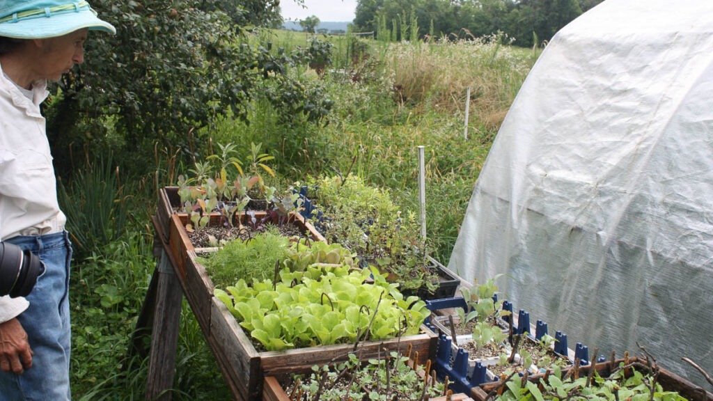 A person looks at a many small plants growing in wooden boxes next to a tarp-covered hoop structure