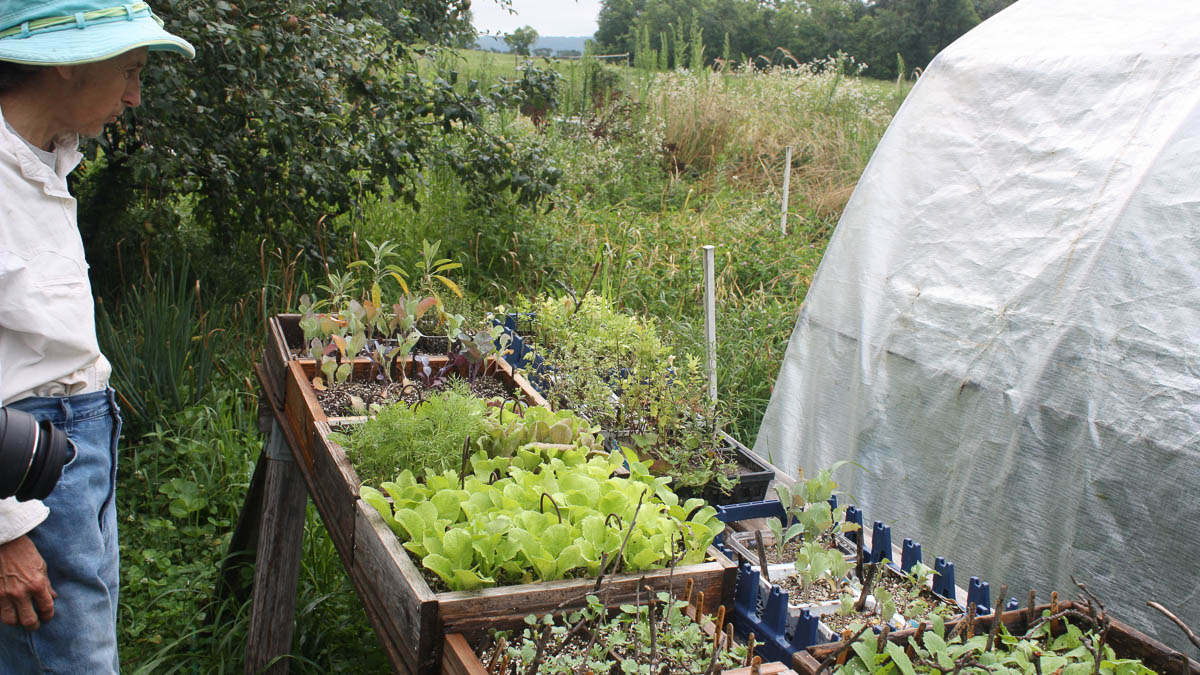A person looks at a raised garden bed next to a greenhouse