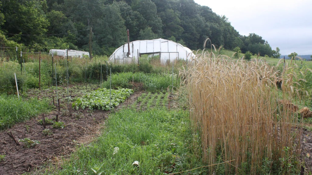 A garden with many plots of plants growing with a greenhouse in the background