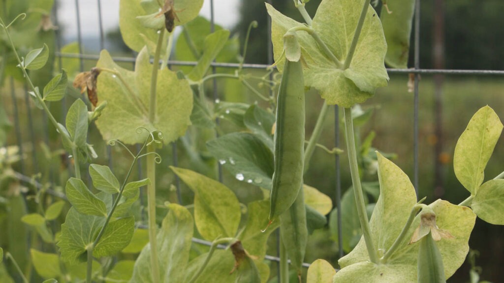 A green pea pod grows on a leafy plant, supported by a wire panel