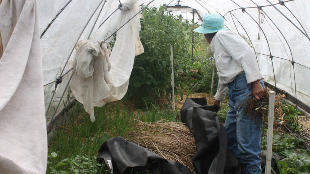 A woman works under a covered hoop house garden to uncover dried plant stalks under a black tarp