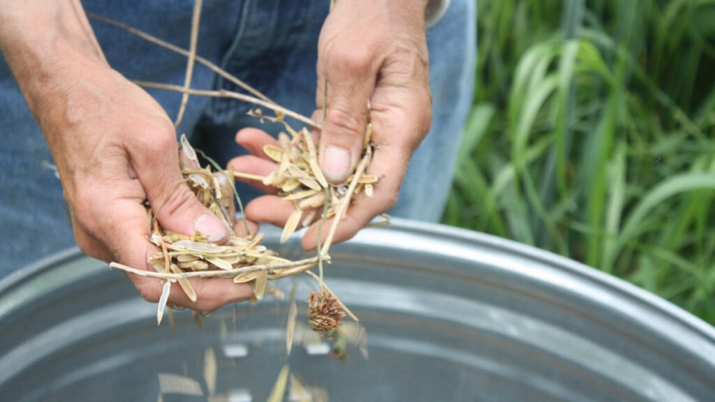 Hands hold dried plant material, allowing some to drop into a large metal container