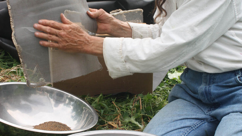 A person holds a small rectangular screen over a metal bowl of small brown seeds while kneeling on grass