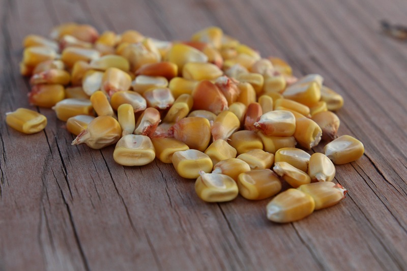 A pile of yellow corn kernels lying on a wood surface