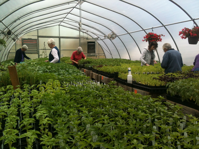 several people tend to plants in a greenhouse