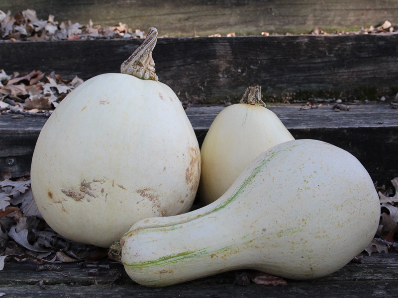 Several white squashes on wooden steps