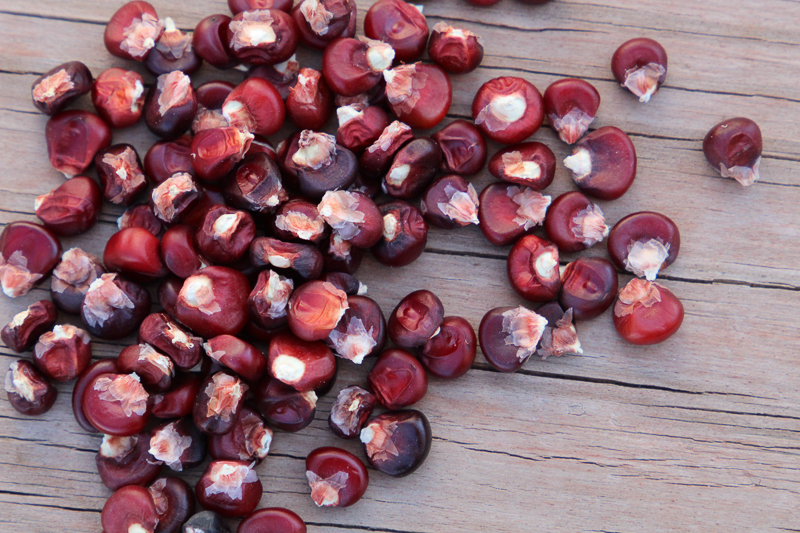 A pile of deep red corn kernels lying on on a wooden surface