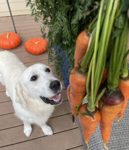 A dog looking up at a bunch of carrots.