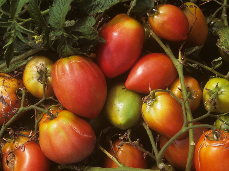 A group of red, yellow, and green tomatoes connected by vines