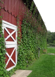 A red barn with green vines growing up the side