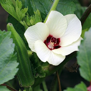 A white okra flower and small okra growing on a plant