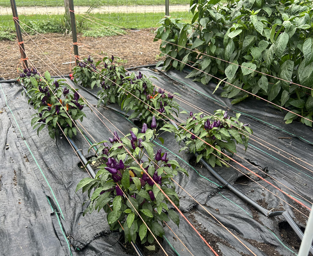 Two rows of 'Aurora' pepper plants supported by rows of twine