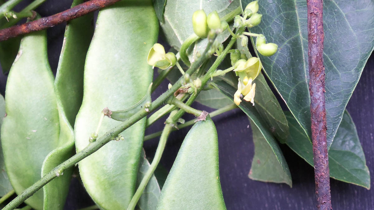 Close up bean pods with small yellow flowers growing on a vine