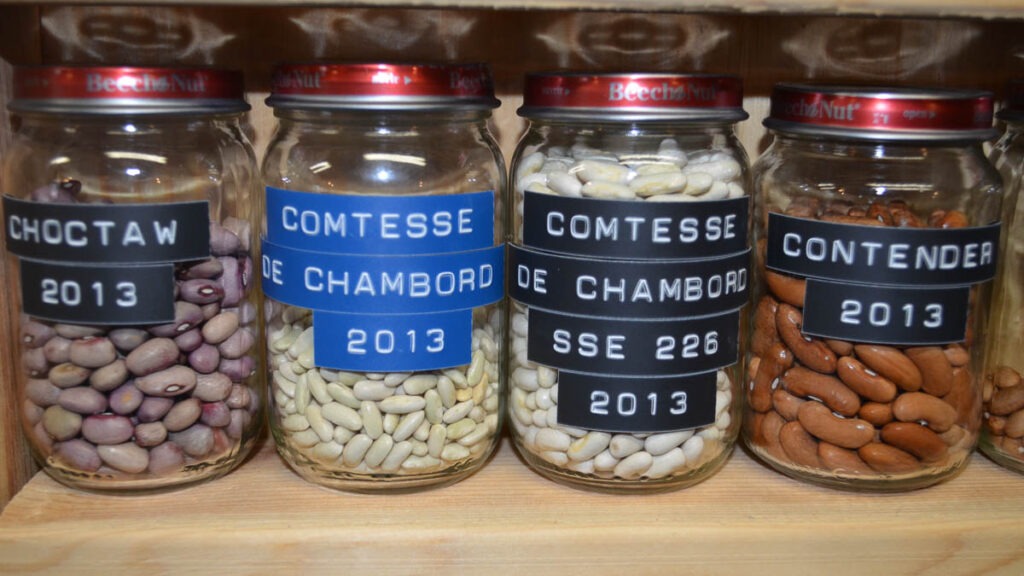 Four glass jars containing different varieties of beans labeled 'Choctaw 2013', 'Comtesse De Chambord 2013', 'Comtesse De Chambord SSE 226 2013', and 'Contender 2013'.