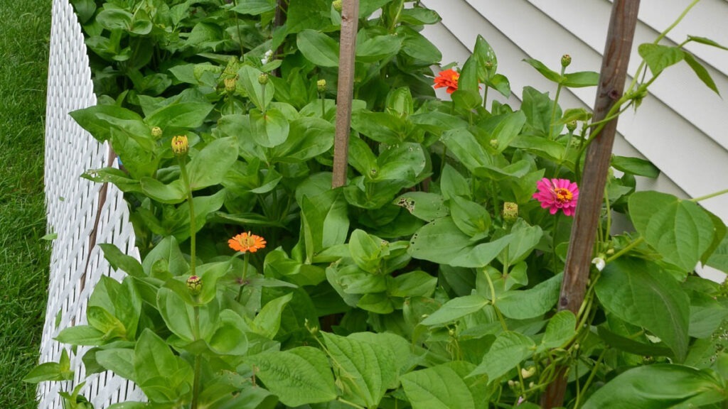 A garden bed with rows of colorful flowers grow in between a small white fence and the siding of a house