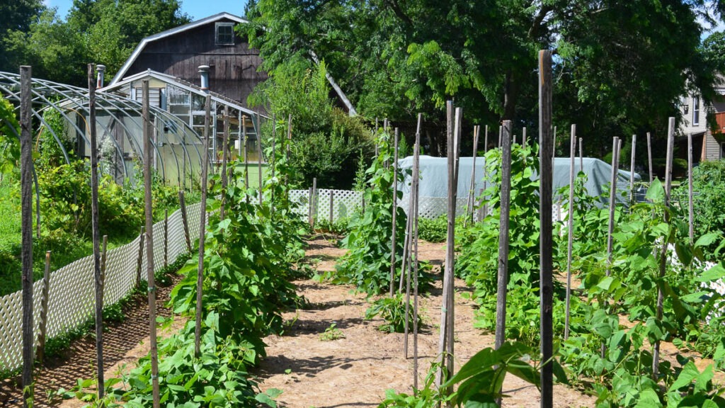 A garden with rows of plants growing up tall wooden posts