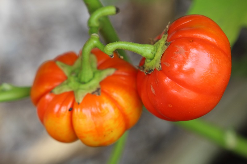 Two tomatoes hang on a vine