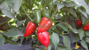 Several red and green peppers hang from a vine surrounded by foliage