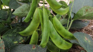 A cluster of green lima bean pods growing