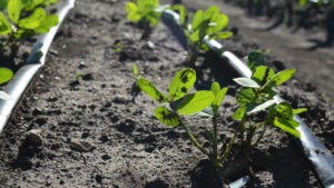 Rows of young plants growing in soil in between two lines of black piping