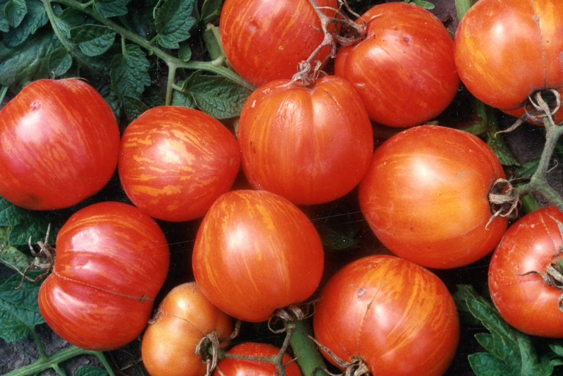 A cluster of small striped tomatoes attached to vines and foliage