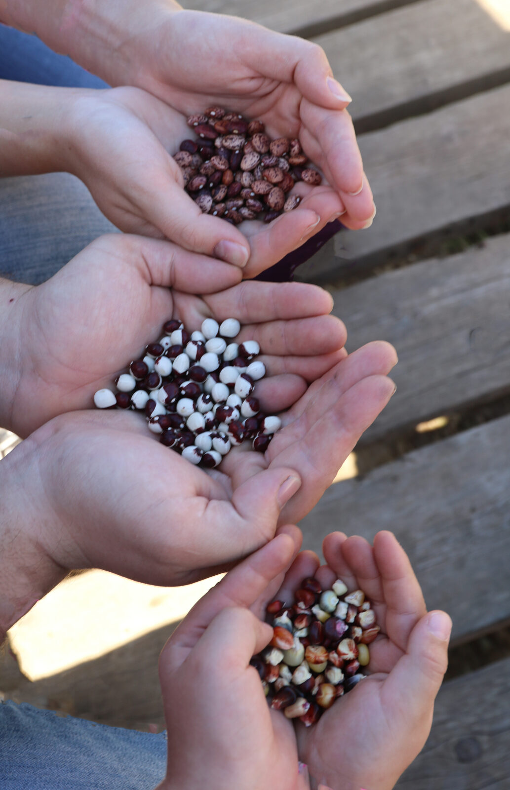 Three pairs of hands holding seeds.