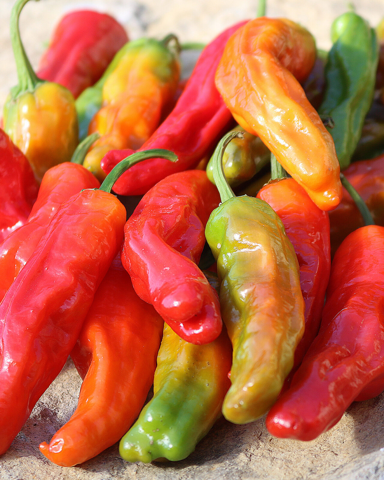 A pile of colorful 'Shishito' peppers