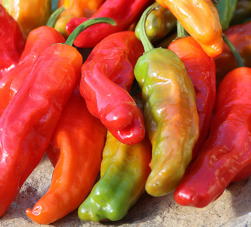 A pile of colorful 'Shishito' peppers