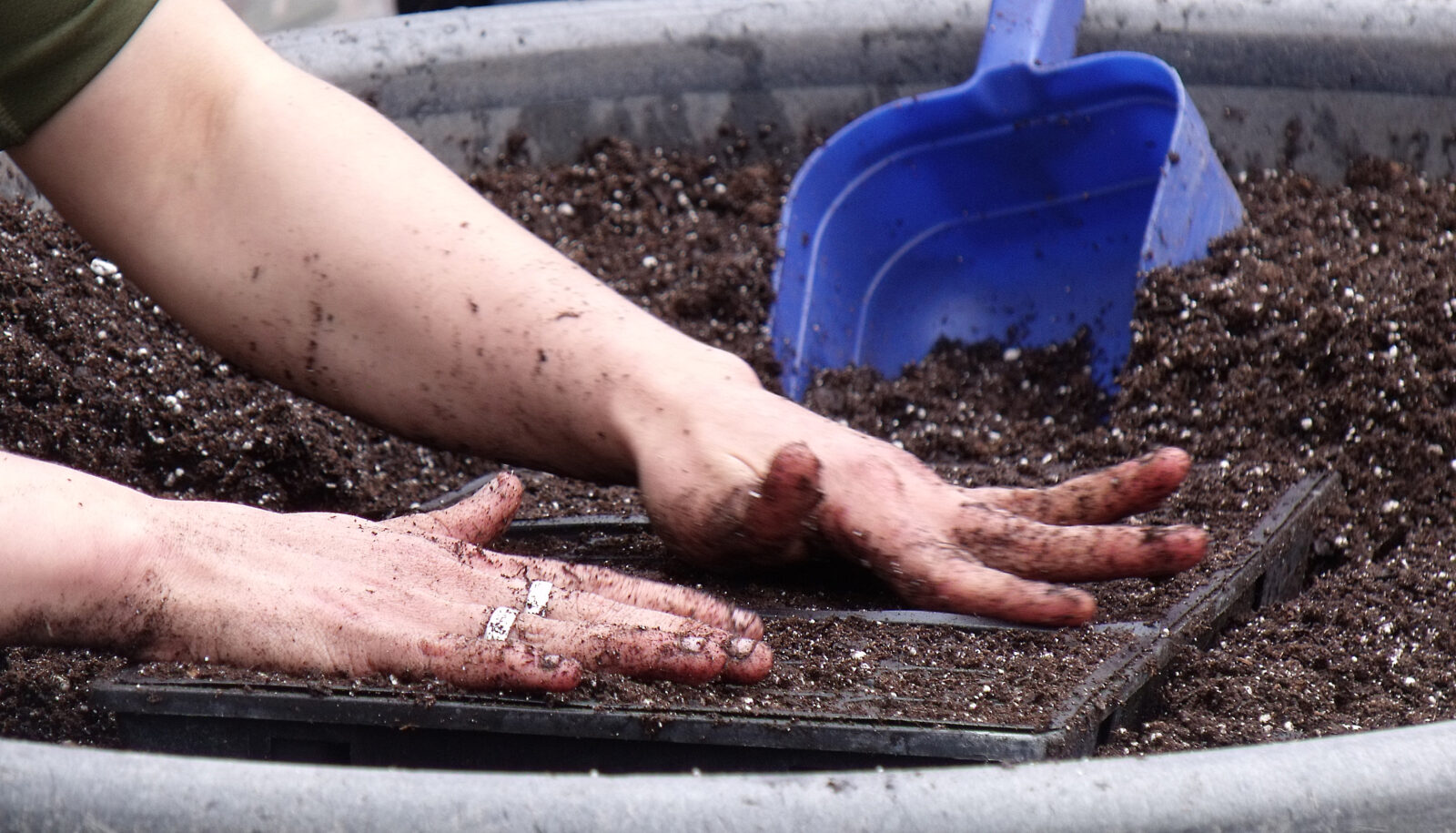 Hands spreading out soil.