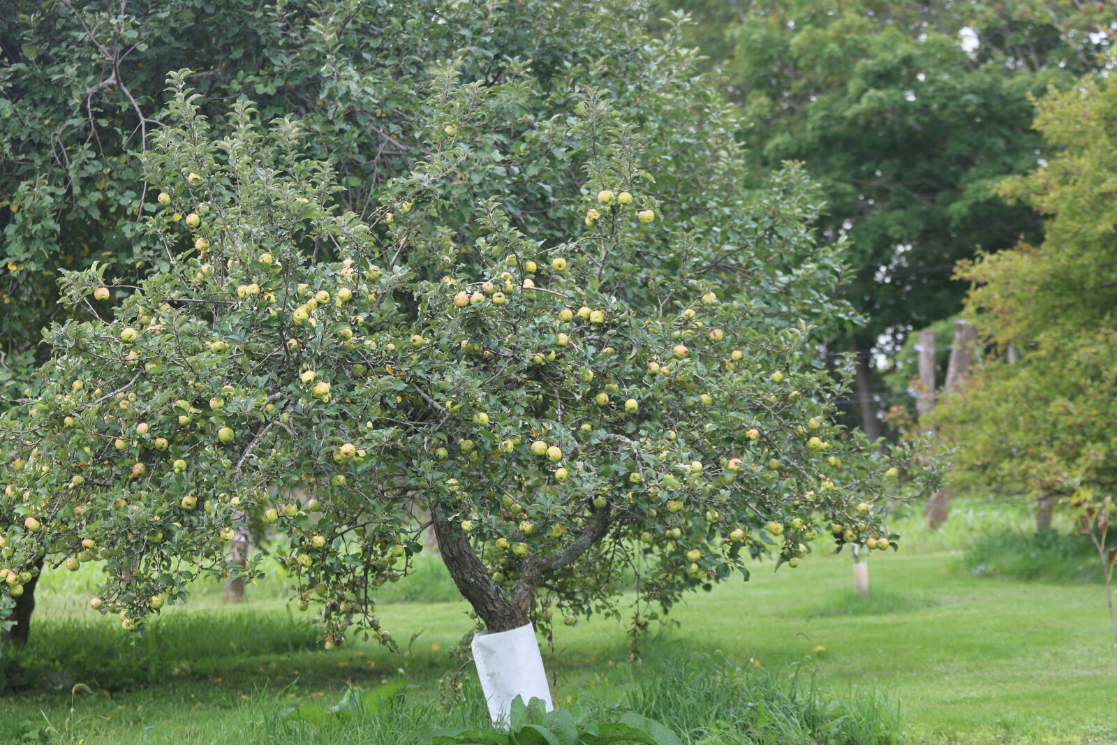 Apple tree filled with green apples.