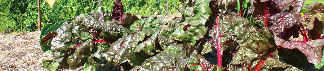 A pile of leafy greens with red stems