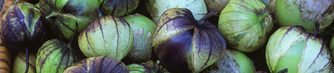 A pile of small green and purple tomatillo fruits