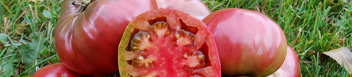 A pile of tomatoes on grass, one in the middle is cut in half