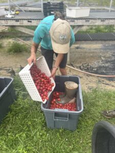 A woman empties a bucket of small red tomatoes into a large bucket outdoors with a pair of rubber boots inside