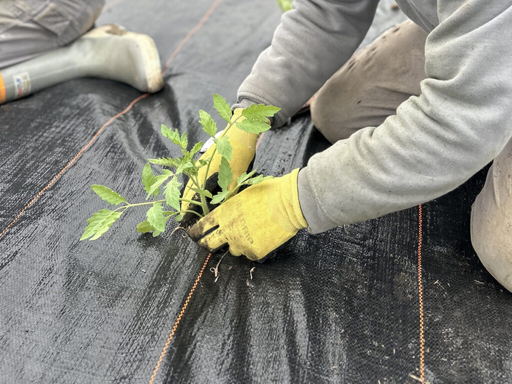 A person wearing garden gloves transplants a tomato plant into a hole in landscape fabric