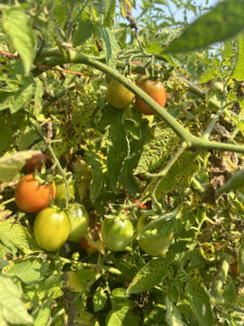 A tomato plant with a leaf spot disease covering its foliage